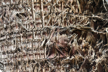 A tree with a rough, textured bark
