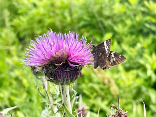 Butterfly sits on a thistle flower in Akhlestyshevф Bay on Russian Island. Russia, Vladivostok