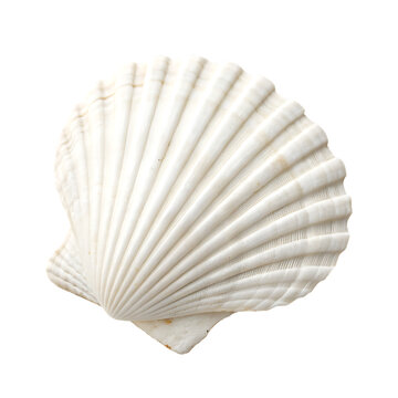 A beautiful fan shaped white scallop seashell closeup isolated on a transparent background png