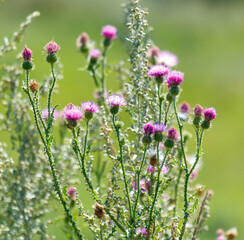 A bunch of purple flowers are growing in a field