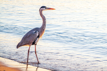 A heron hunting in the sea. Grey heron on the hunt