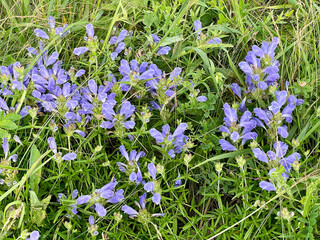 Dracocephalum charkeviczii Prob. (family Lamiaceae). The dragonhead of Kharkevich in the bay of Akhlestysheva on the island of Russian. Russia, Vladivostok