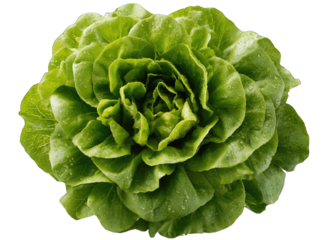 Close-up of a vibrant, fresh head of lettuce