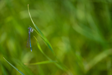 Un agrion bleuâtre se repose sur une haute tige d'herbe