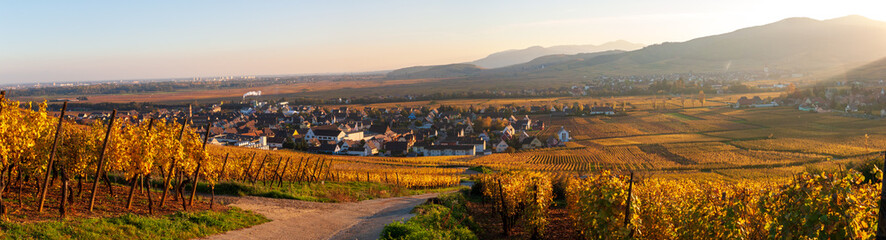 L’or viticole de l’Alsace : le vignoble alsacien en automne, CEA, Grand Est, France