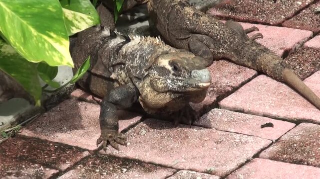 Two large, dark lizards rest on brick pavers next to green tropical plants. A close-up captures their rugged texture and natural behavior in a warm outdoor setting.