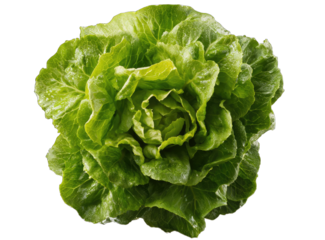 Fresh, vibrant head of crisp green lettuce