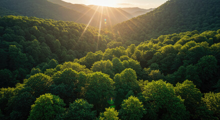 morning in the mountains