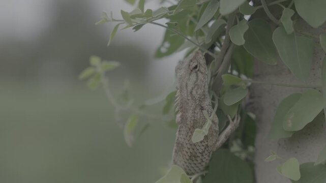 Oriental garden lizard(Changeable Lizard) in green leaves, close up footage with blurred background. UHD 4K, S Log3 flat color footage, 50fps, slow motion compatible, handheld,  nature video