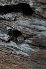 Closeup of old wooden rail track with large steel nail, rustic texture