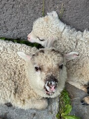 Naklejka premium Lambs close up in a farm