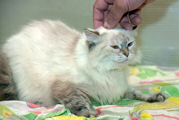 A cream-colored longhair cat with blue eyes and dark markings on her face, ears and paws lies on a bright multi-colored blanket. 
