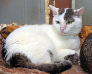 A snow-white shorthaired cat with gray-brown spots on her head and tail lies curled up on a warm brown blanket.  