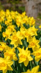 Fototapeta premium Vibrant yellow daffodils bloom in a sunny garden