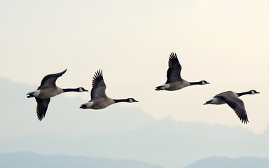 vector image of a flying flock of wild geese. High quality