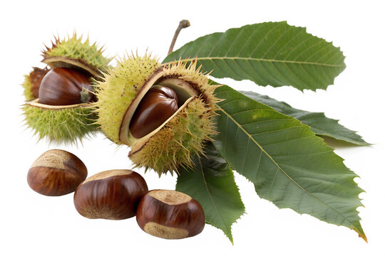 A cluster of four fresh horse chestnuts with their spiky shells cracked open, revealing the glossy brown conkers, isolated on a clean white background. - Powered by Adobe