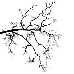 Silhouette of bare branche of tree isolated on white. Black and white vector illustration
