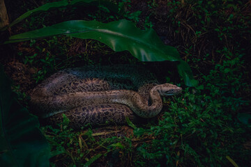 Side Profile of a Resting Reticulated Python Under Tropical Foliage