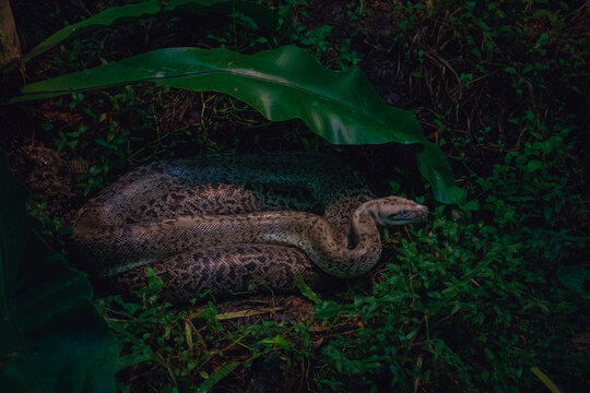 Side Profile of a Resting Reticulated Python Under Tropical Foliage