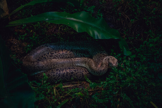 Reticulated Python Gazing into the Distance at Tropical Foliage