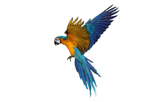 Colorful flying Blue and Gold Macaw parrot isolated on transparent background png file	