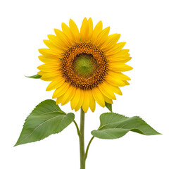 Fototapeta premium Bright yellow sunflower with green leaves isolated on transparent background