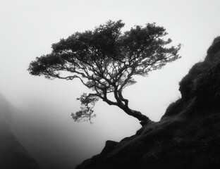 Solitary, windswept tree clinging to a misty, rocky cliffside, its branches reaching towards a pale sky