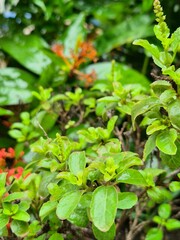 High-resolution macro image of fresh Holy Basil (Ocimum tenuiflorum) leaves in natural light. Widely used in herbal medicine and wellness products, this aromatic plant is known for its antioxidant pro