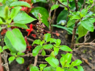 High-resolution macro image of fresh Holy Basil (Ocimum tenuiflorum) leaves in natural light. Widely used in herbal medicine and wellness products, this aromatic plant is known for its antioxidant pro