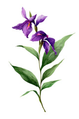 Detailed illustration of two purple flowers on a stem
