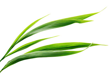 Close-up of vibrant green leaves