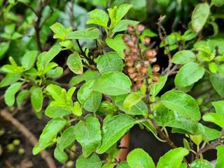High-resolution macro image of fresh Holy Basil (Ocimum tenuiflorum) leaves in natural light. Widely used in herbal medicine and wellness products, this aromatic plant is known for its antioxidant pro