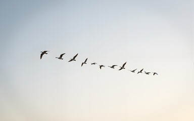 A flock of birds flying in the sky. High quality