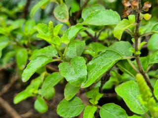 High-resolution macro image of fresh Holy Basil (Ocimum tenuiflorum) leaves in natural light. Widely used in herbal medicine and wellness products, this aromatic plant is known for its antioxidant pro