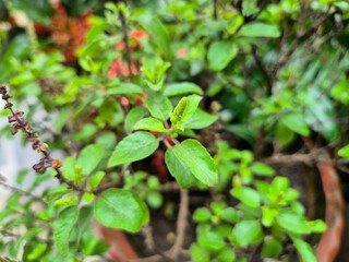 High-resolution macro image of fresh Holy Basil (Ocimum tenuiflorum) leaves in natural light. Widely used in herbal medicine and wellness products, this aromatic plant is known for its antioxidant pro