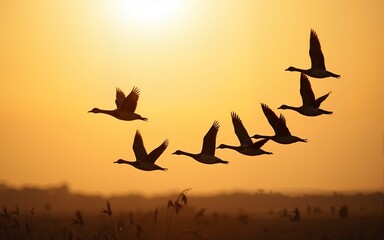 Silhouettes of a wedge of flying wild geese forming an arrow. High quality
