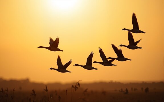 Silhouettes of a wedge of flying wild geese forming an arrow. High quality - Powered by Adobe