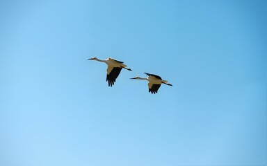 Obraz premium stork migration. blue sky background. High quality