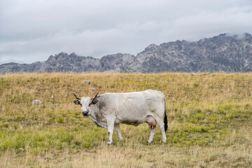 white cow and Laga mountains at Campo Imperatore upland, L'Aquila, Italy