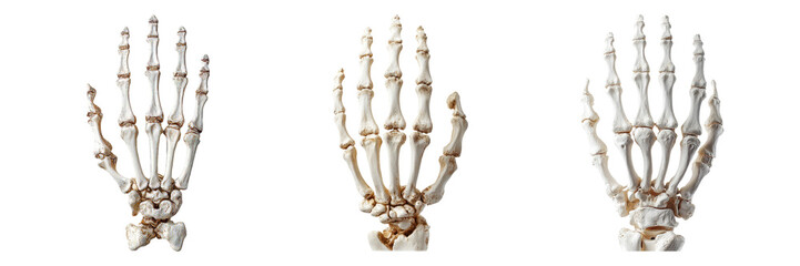 Anatomical Model of Human Hand Skeleton with Realistic Joint Structure