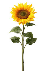 Fototapeta premium Vibrant sunflower illustration (1)