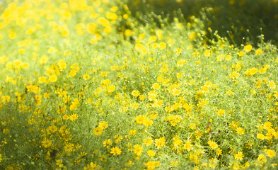 Obraz premium yellow dandelions against