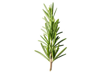Fototapeta premium Fresh rosemary sprig isolated on transparent background