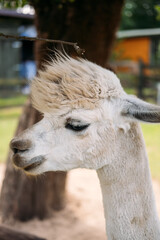 Obraz premium Side profile of a white alpaca with fluffy fur standing calmly under a tree on a sunny day. Animal therapy, yoga with alpacas, mindful travel, wellness tourism
