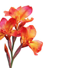Vivid orange and red canna lilies, elegantly displayed against a stark black backdrop, showcasing their intricate details and vibrant hues
