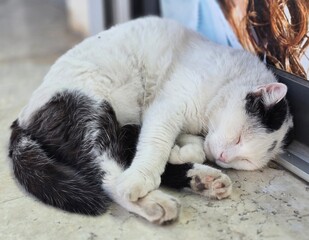 Young black and white cat. Beautiful cat.