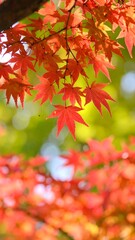 Vibrant red maple leaves hang from branches against a blurred green and yellow background, showcasing autumn colors