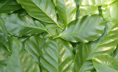 Dark green coffee leaf background