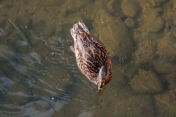 A view from above of a mallard duck swimming. Anas platyrhynchos. Bernesga River, León, Spain.