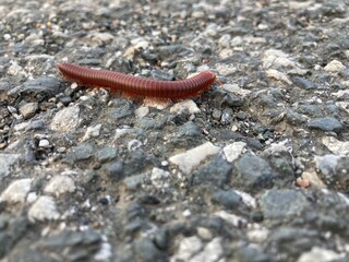 Millipede, A reddish-brown millipede crawls across a rough, rocky surface. The insect is in focus, highlighting its segmented body and numerous legs, while the background is blurred.
